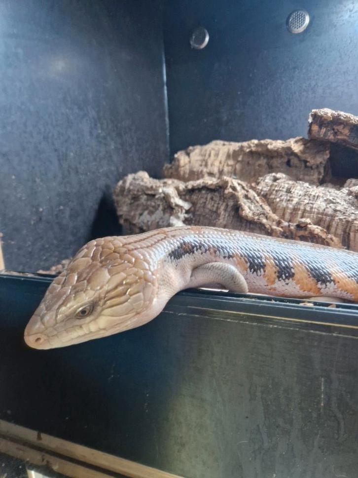 Tiliqua scincoides intermedia, noordelijke blauwtongskink.