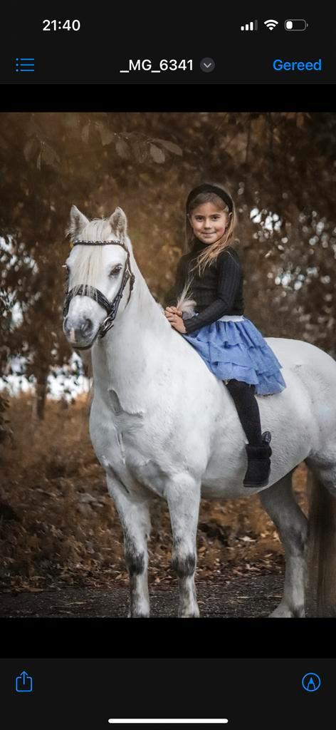 Mooie witte welsh A kinderpony, Dieren en Toebehoren, Pony's