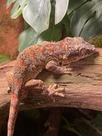 Gargoyle gecko blotched man, Dieren en Toebehoren, Reptielen en Amfibieën, 0 tot 2 jaar, Hagedis