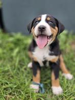Zwitserse Sennenhond pups x Appenzeller, Dieren en Toebehoren, Honden | Dekreuen, Rabiës (hondsdolheid), 8 tot 15 weken, Meerdere dieren