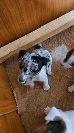 Jack Russel pups, Dieren en Toebehoren, Honden | Jack Russells en Terriërs, Jack Russell Terriër, 8 tot 15 weken, Meerdere, Meerdere dieren