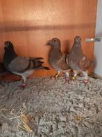 Te koop jonge choco,s postduiven, Dieren en Toebehoren, Meerdere dieren, Postduif