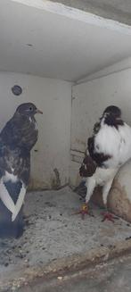 Duifje, Dieren en Toebehoren, Vrouwelijk, Overige soorten