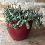 Carassula Hottentot in pot, Overige soorten, In pot, Minder dan 100 cm, Groene kamerplant