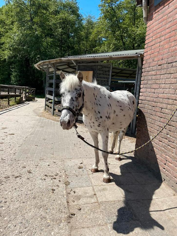 Verzoger gezocht, Dieren en Toebehoren, Paarden en Pony's | Verzorgingsproducten, Ophalen of Verzenden