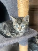 Ragdoll 50%, Dieren en Toebehoren, Katten en Kittens | Overige Katten