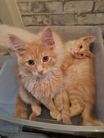 Maine Coon kittens, Meerdere dieren, Gechipt, 0 tot 2 jaar