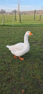 Te koop mooie Witte gans (Mannetje), Dieren en Toebehoren, Pluimvee, Mannelijk, Gans of Zwaan