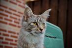 Prachtige Maine Coon poes (1+jaar) herplaatser, Dieren en Toebehoren, Katten en Kittens | Raskatten | Langhaar, Poes, Gechipt