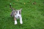 Bull terrier pups direct beschikbaar, Bull Terriër, Rabiës (hondsdolheid), 15 weken tot 1 jaar, Reu