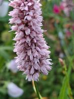 Roze bloemen zaden, Ophalen of Verzenden, Volle zon