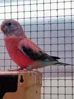 Jonge bourke parkieten, Dieren en Toebehoren, Vogels | Parkieten en Papegaaien, Geslacht onbekend, Parkiet, Geringd