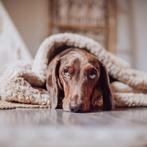 Hondenmand Teddy beige – knus bed voor kleine honden, Ophalen of Verzenden, Nieuw, Pluche