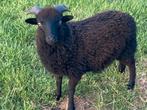 Ouessant rammetje april 2025, Dieren en Toebehoren, Mannelijk, Schaap, 0 tot 2 jaar