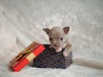 💖 Prachtig Lavendel chihuahua puppy mag nest verlaten💖, Dieren en Toebehoren, Honden | Chihuahua's en Gezelschapshonden, Rabiës (hondsdolheid)