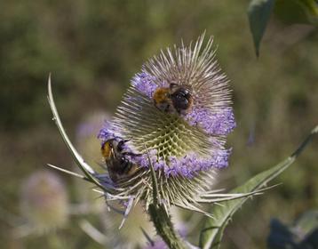 Kaardebol of Dipsacus Fullonum zaden beschikbaar voor biedingen