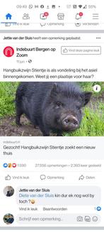 Minie varkens noodkreed gratis, Dieren en Toebehoren, Schapen, Geiten en Varkens, Vrouwelijk, Varken, 3 tot 5 jaar