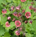 Knikkend nagelkruid, Geum rivale 'Leonards variety', Overige soorten, Vaste plant, Ophalen of Verzenden, Halfschaduw