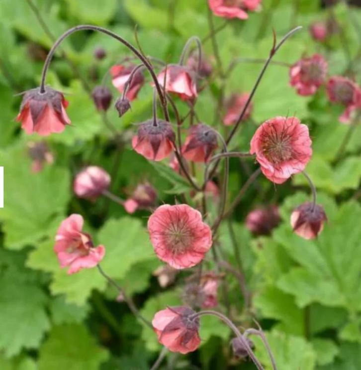 Knikkend nagelkruid, Geum rivale 'Leonards variety', Tuin en Terras, Planten | Tuinplanten, Vaste plant, Overige soorten, Halfschaduw