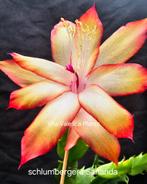 Zeldzame Schlumbergera Sananda, Overige soorten, In pot, Minder dan 100 cm, Bloeiende kamerplant