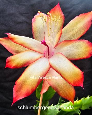 Zeldzame Schlumbergera Sananda beschikbaar voor biedingen