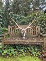 Mega Groot Prachtig Kariboe Gewei Rendier Jacht Mancave, Verzamelen, Dierenverzamelingen, Ophalen, Zo goed als nieuw, Hert, Gewei of Kop