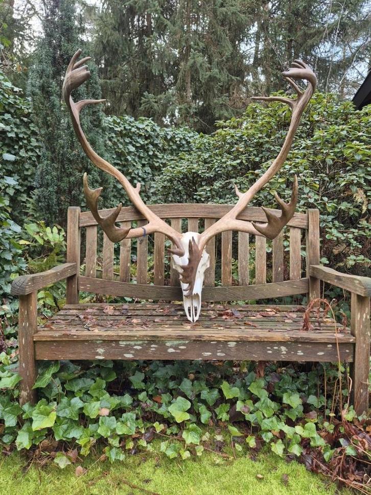 Mega Groot Prachtig Kariboe Gewei Rendier Jacht Mancave, Verzamelen, Dierenverzamelingen, Zo goed als nieuw, Gewei of Kop, Hert