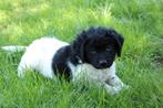 Te koop prachtige Friese stabij puppy's, 8 tot 15 weken, CDV (hondenziekte), Meerdere, Meerdere dieren
