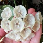 Hoya campanulata, Overige soorten, Minder dan 100 cm, Bloeiende kamerplant, Halfschaduw