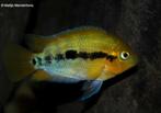 regenboogcichlide 10 cm te koop, Dieren en Toebehoren, Vissen | Aquariumvissen, Vis, Zoetwatervis