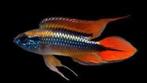 Nieuw binnen!!! Koppels Apistogramma agassizii Double Red XL, Vis, Zoetwatervis