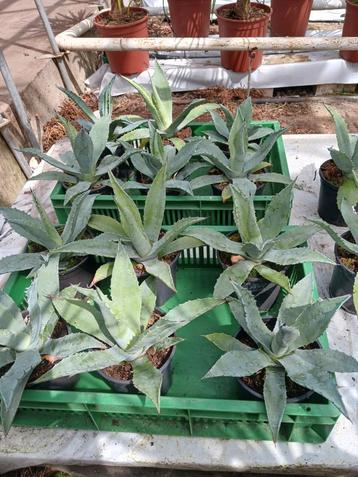 Agave americana.  30 cm hoog beschikbaar voor biedingen