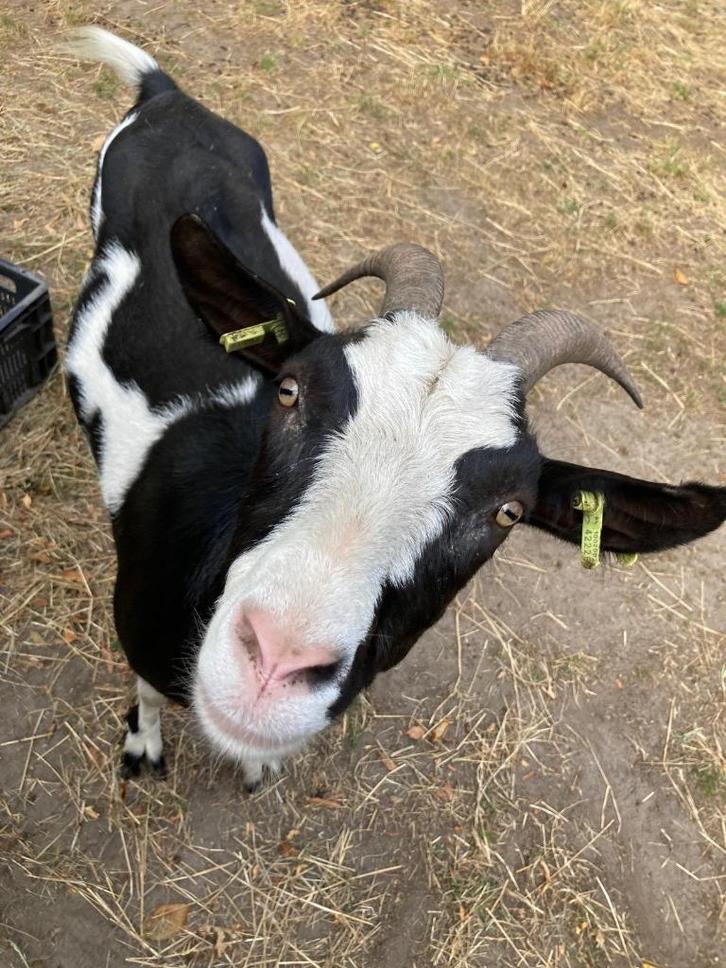 Bonte geiten, Dieren en Toebehoren, Schapen, Geiten en Varkens, Geit, Vrouwelijk