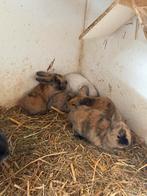 Knappe dwerg hangoor konijntjes, Meerdere dieren, Dwerg, Hangoor