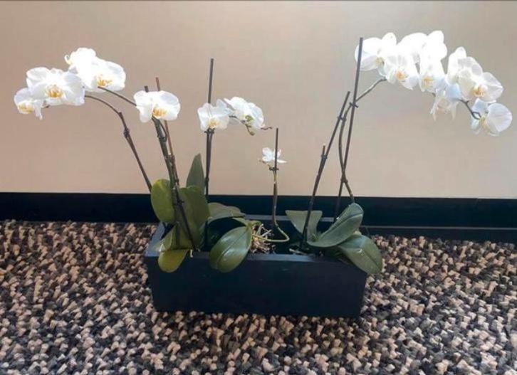 Bloembak plantenbak rechthoekig 2 stuks ZGAN, Tuin en Terras, Bloembakken en Plantenbakken, Zo goed als nieuw, Minder dan 30 cm