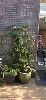 Grote doornloze braam zonder pot, Ophalen, Minder dan 100 cm, Overige soorten, Zomer