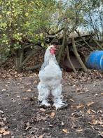 Brahma haan, gratis af te halen, Dieren en Toebehoren, Pluimvee, Mannelijk, Kip