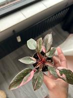 Philodendron pink princess, Huis en Inrichting, Kamerplanten, Verzenden, Overige soorten, Minder dan 100 cm