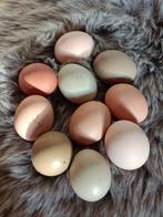 Broedeieren, Dieren en Toebehoren, Ophalen of Verzenden, Nieuw, Overige typen