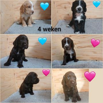 Working cocker spaniel pups beschikbaar voor biedingen