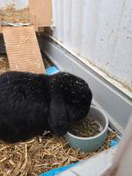 Minilop konijn inc hok, Dieren en Toebehoren, Knaagdieren, Mannelijk, Mei, Overige typen, Tam