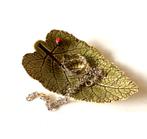 Sieraden schaaltje/bakje, lieveheersbeestje op blad, Antiek en Kunst, Ophalen of Verzenden