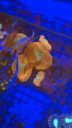 Bulleye ricordea koraal zeewateraquarium, Dieren en Toebehoren, Overige typen
