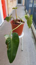 Gigantische soort - Philodendron sagittifolium - 2, Ophalen, Halfschaduw, Minder dan 100 cm