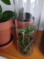 Juwel Orchid Macodes Petola in ecosysteem van glas!, Ophalen of Verzenden, Volle zon, Minder dan 100 cm