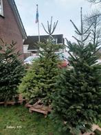 Mooie volle kerstbomen, Tuin en Terras, 100 tot 250 cm, Zomer, Volle zon, In pot