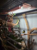 3 jonge zwartkopsijsjes 2 mannetjes 1 popje, Dieren en Toebehoren, Meerdere dieren, Geringd