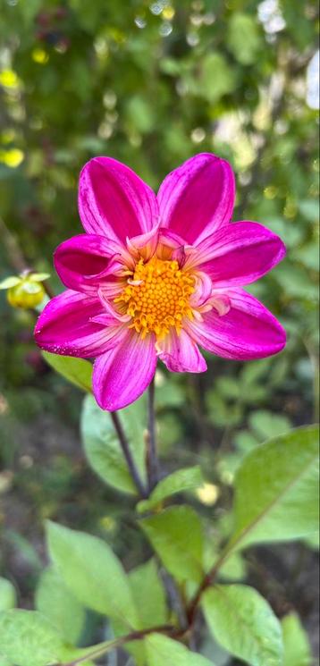 Dahlia 2 beschikbaar voor biedingen