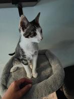 Kater chico, 14 weken oud, super lief!!, Kater