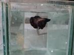 Betta splendens super delta kempvis man, Vis, Zoetwatervis